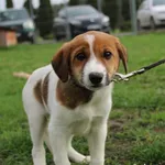 Pies do adopcji, Węgrowo, 5 kwietnia 2024