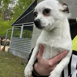 Pies do adopcji, Włocławek, 19 kwietnia 2024