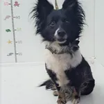 Bytom 616093901902607 mieszaniec tricolor suka 183/2023