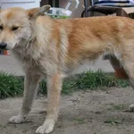 Pies do adopcji, Nowy Dwór Mazowiecki, 26 kwietnia 2024