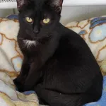 Kot do adopcji, Henrykowo, 21 lutego 2022