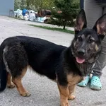 Znaleziono psa, Pieckowo, 12 kwietnia 2024