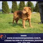Dandi
