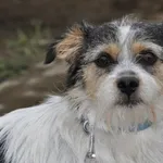 Pies do adopcji, Nowy Dwór Mazowiecki, 26 kwietnia 2024