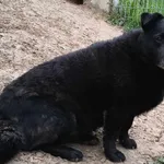 Znaleziono psa, Pieckowo, 25 kwietnia 2024