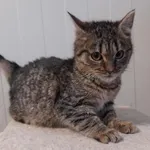 Kot do adopcji, Henrykowo, 10 marca 2023