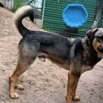 Znaleziono psa, Pieckowo, 25 kwietnia 2024