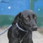 Pies do adopcji, Nowy Dwór Mazowiecki, 28 listopada 2025