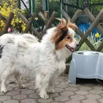 Znaleziono psa, Toruń, 19 kwietnia 2024