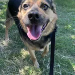 Pies do adopcji, Włocławek, 26 kwietnia 2024