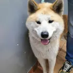 Juki 156/2024 rezerwacja