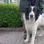 Znaleziono psa, Toruń, 19 kwietnia 2024