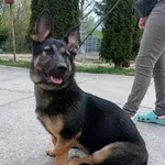 Znaleziono psa, Pieckowo, 12 kwietnia 2024