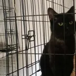 Kocurek poz. 24/133/K