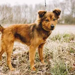 Pies do adopcji, Henrykowo, 24 stycznia 2024