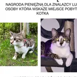 Zaginął kot, Warszawa, 28 kwietnia 2024