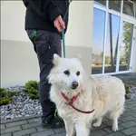 Znaleziono psa, Grudziądz, 27 kwietnia 2024