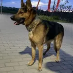 Znaleziono psa, Świdnica, 28 kwietnia 2024