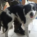 PIES Z INTERWENCJI 27.04.2024