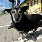 Znaleziono psa, Puławy, 15 kwietnia 2024