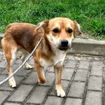 Znaleziono psa, Puławy, 14 kwietnia 2024