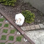 Czy ktoś rozpoznaje tego kota?