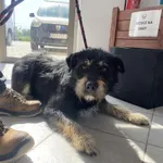 Znaleziono psa, Świdnica, 30 kwietnia 2024