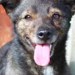 Pies do adopcji, Przyborówko, 30 kwietnia 2024