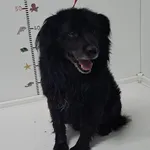 Bytom mieszaniec czarny pies 211/2023