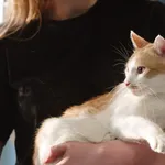 Kot do adopcji, Zgierz, 30 kwietnia 2024