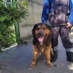 Znaleziono psa, Łódź, 30 kwietnia 2024