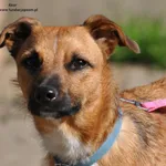 Pies do adopcji, Nowy Dwór Mazowiecki, 2 maja 2024