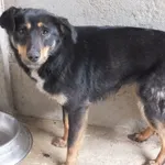 Kromka to suczka przywieziona w dniu 15.04.2024r z terenu gm. Trojanów, średnia , ostrożna w kontaktach z obcymi osobami