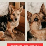 Pies do adopcji, Czartki, 2 maja 2024