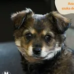Pies do adopcji, Dąbrówka, 3 maja 2024