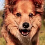 Pies do adopcji, Jelenia Góra, 18 kwietnia 2024