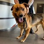 Znaleziono psa, Bydgoszcz, 5 maja 2024