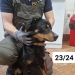 Znaleziono psa, gmina Dobra (Szczecińska), 23 kwietnia 2024