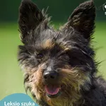 Pies do adopcji, Dąbrówka, 6 maja 2024