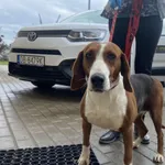 Znaleziono psa, Świdnica, 6 maja 2024