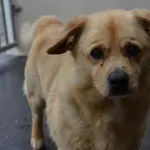 Pies do adopcji, Chełmek, 1 marca 2024