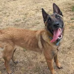 Pies do adopcji, Henrykowo, 1 marca 2023