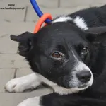 Pies do adopcji, Nowy Dwór Mazowiecki, 7 maja 2024