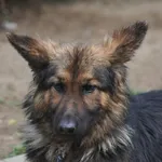 Pies do adopcji, Nowy Dwór Mazowiecki, 6 maja 2024