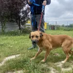 Znaleziono psa, Świdnica, 7 maja 2024