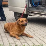 Znaleziono psa, Świdnica, 7 maja 2024