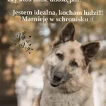 Pies do adopcji, Korabiewice, 8 maja 2024