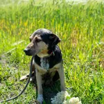 Znaleziono psa, Racławice, 30 kwietnia 2024