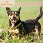 Pies do adopcji, Dąbrówka, 8 maja 2024