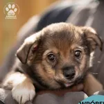 Pies do adopcji, Gdynia, 8 maja 2024